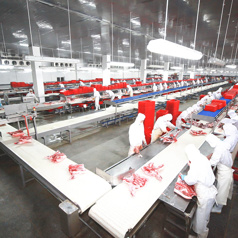 Giải pháp cắt và giải phóng lợn